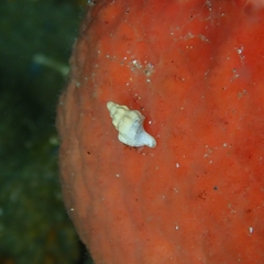 Microcolus dunkeri