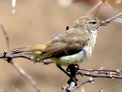 Eremomela icteropygialis