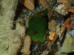 Tambja dracomus