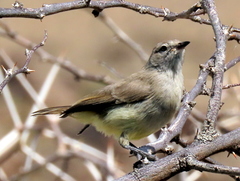 Eremomela icteropygialis