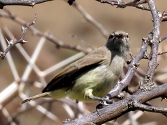Eremomela icteropygialis