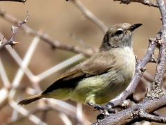 Eremomela icteropygialis