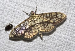 Haritalodes obliqualis