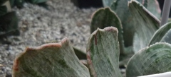Gasteria gracilis