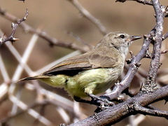 Eremomela icteropygialis