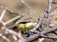 Eremomela icteropygialis