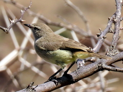 Eremomela icteropygialis