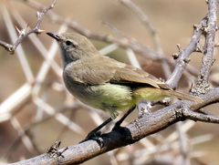 Eremomela icteropygialis