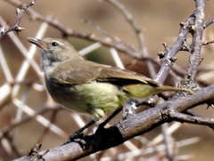 Eremomela icteropygialis