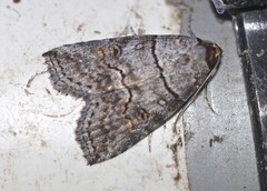 Calathusa hypotherma