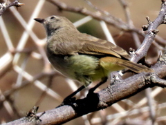 Eremomela icteropygialis