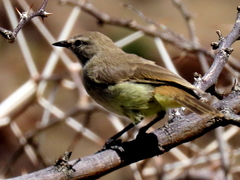 Eremomela icteropygialis