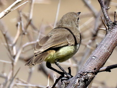 Eremomela icteropygialis