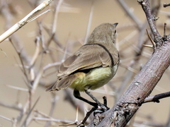 Eremomela icteropygialis