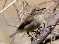 Eremomela icteropygialis