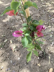 Bougainvillea