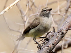 Eremomela icteropygialis