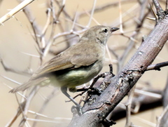 Eremomela icteropygialis