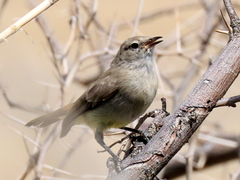 Eremomela icteropygialis