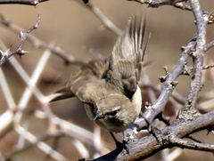 Eremomela icteropygialis
