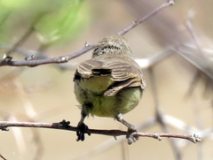 Eremomela icteropygialis