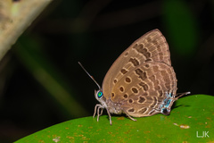 Arhopala athada