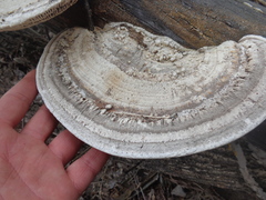 Trametes warnieri