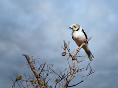 Prionops plumatus poliocephalus