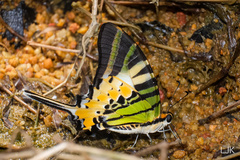 Graphium antiphates itamputi