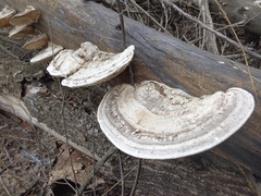 Trametes warnieri