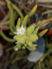 Spergularia macrotheca