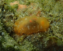 Doriopsilla aurea
