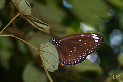 Euploea crameri bremeri