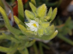 Spergularia macrotheca