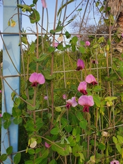 Magnoliopsida
