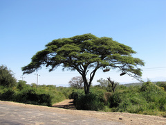 Vachellia tortilis