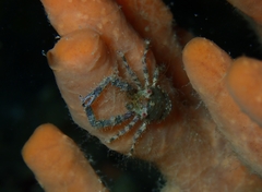 Galathea australiensis