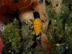 Notocypraea