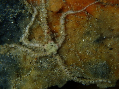 Ophiactis