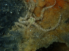 Ophiactis