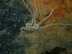 Ophiactis