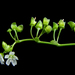 Claytonia washingtoniana - Photo (c) Peter Zika, μερικά δικαιώματα διατηρούνται (CC BY-NC), uploaded by Peter Zika