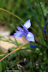 Moraea sisyrinchium