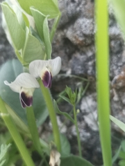 Vicia faba