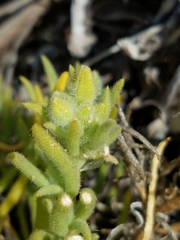 Spergularia macrotheca