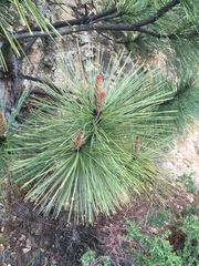 Pinus coulteri