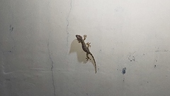 Gekko gecko