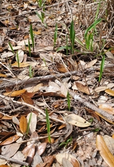 Calopogon oklahomensis