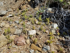 Spergularia macrotheca