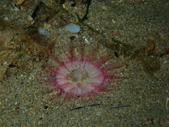 Isophellia stela